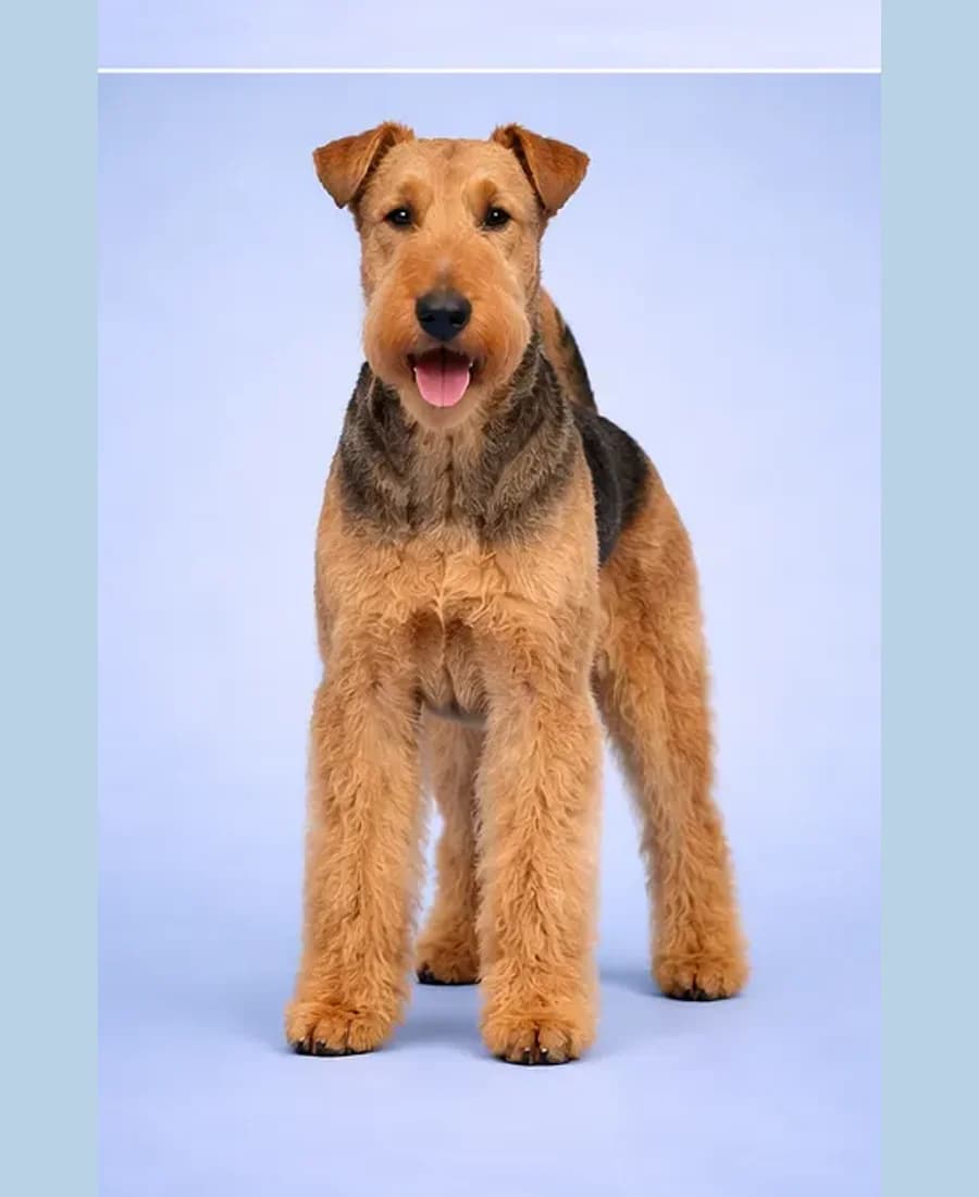 Airedale Terrier