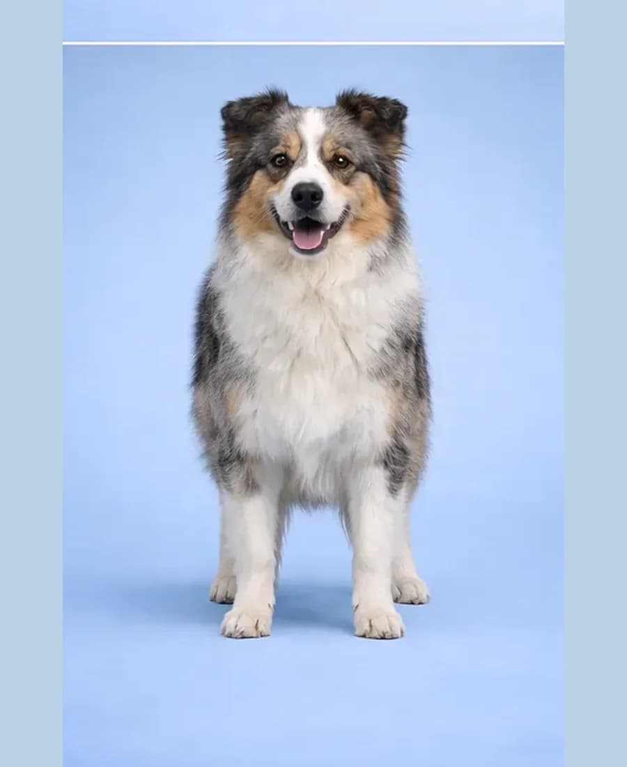 Australian Shepherd