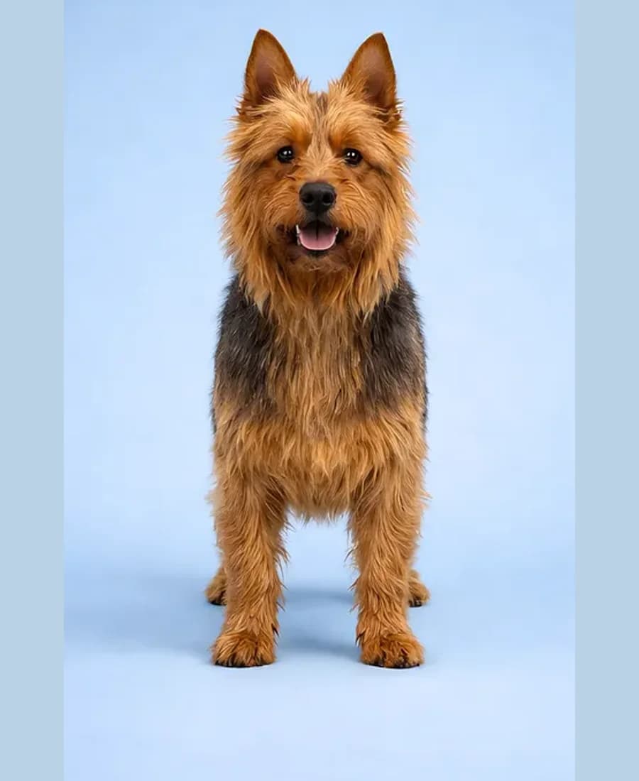 Australian Terrier