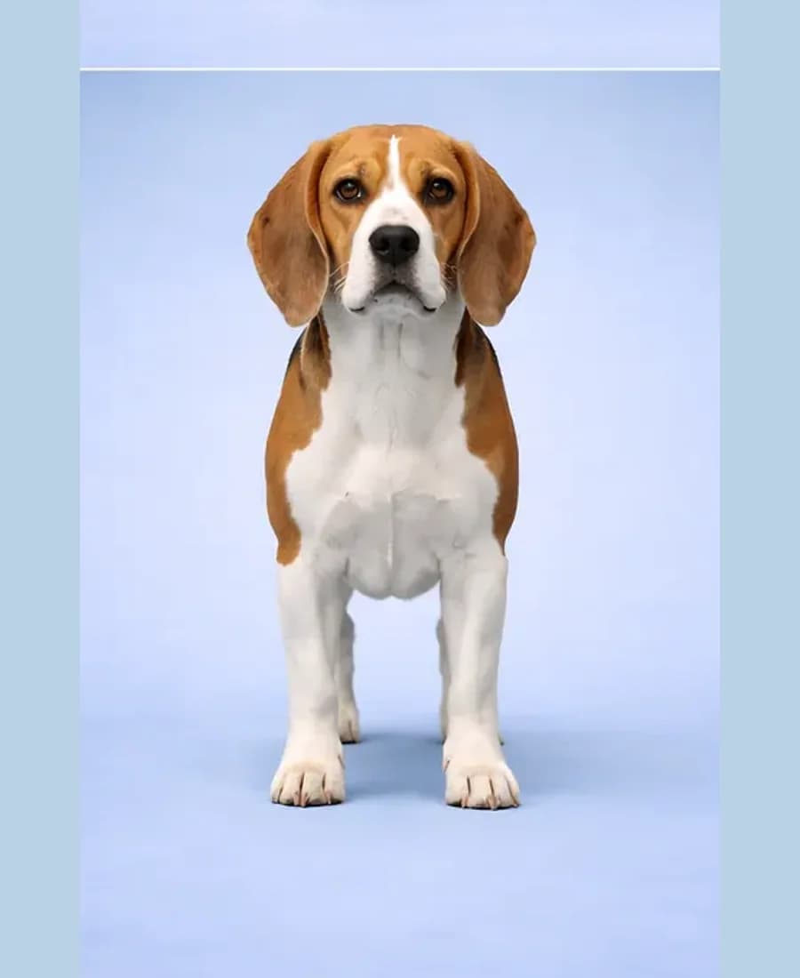 Beagle
