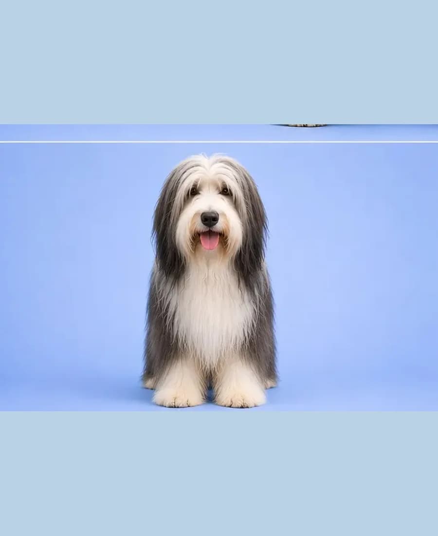 Bearded Collie