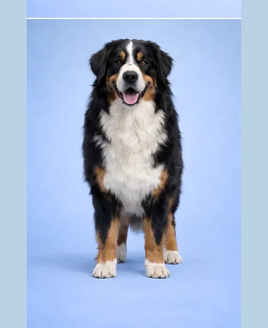 Berner Sennenhund