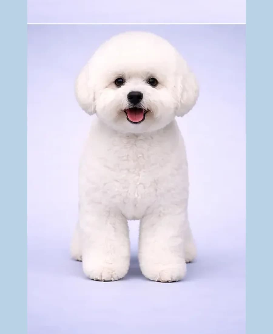 Bichon Frisé