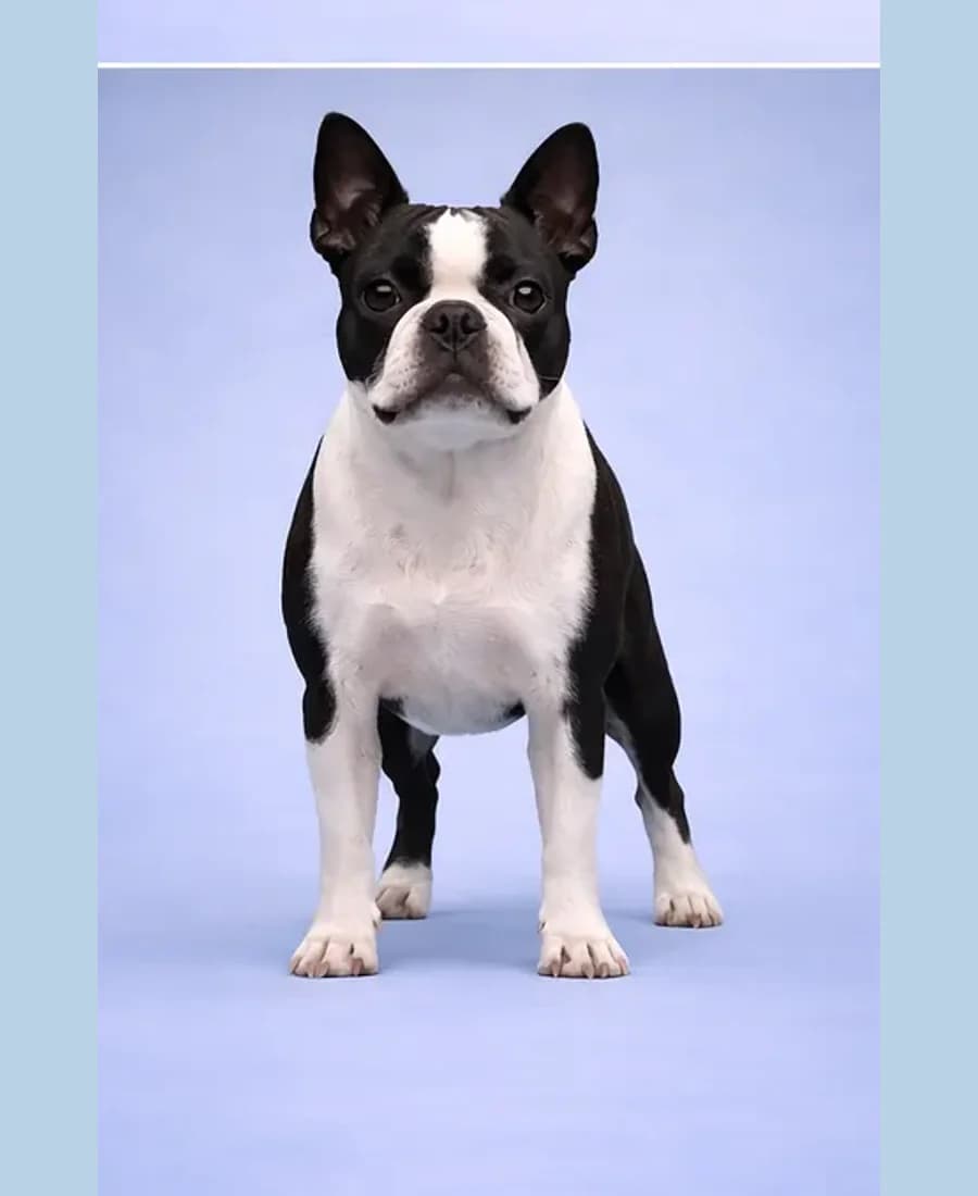 Boston Terrier