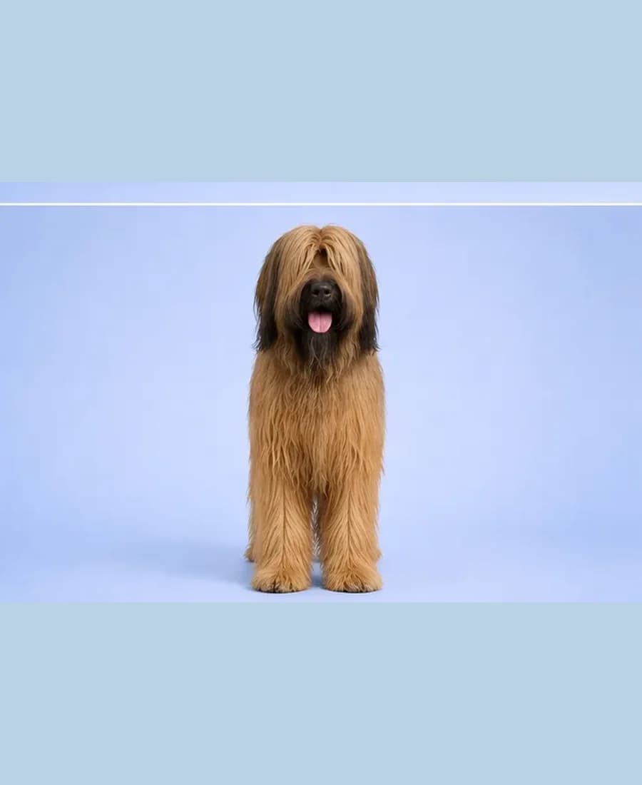 Briard
