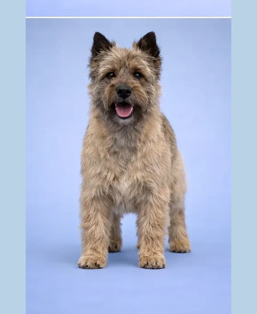 Cairn Terrier