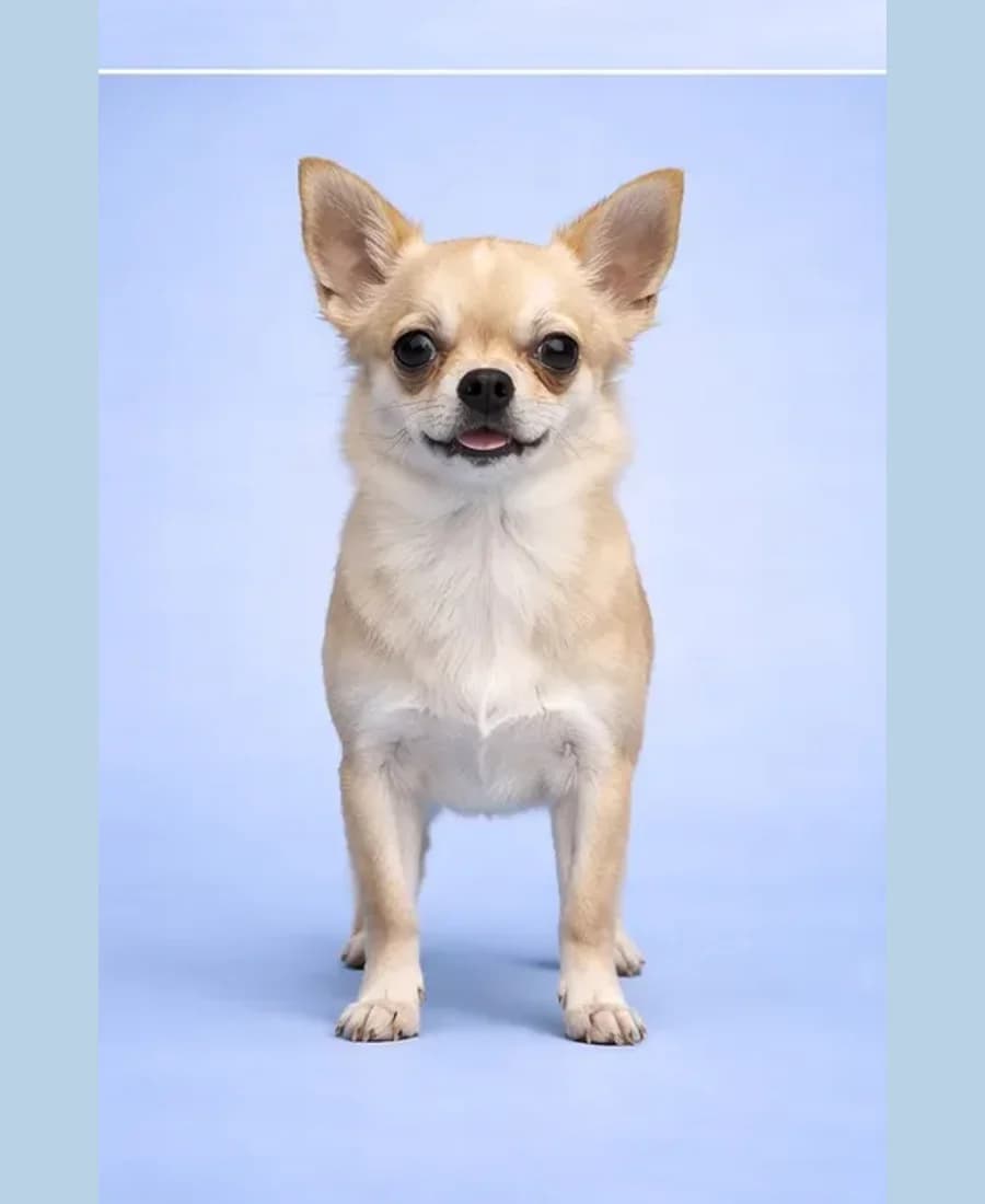 Chihuahua