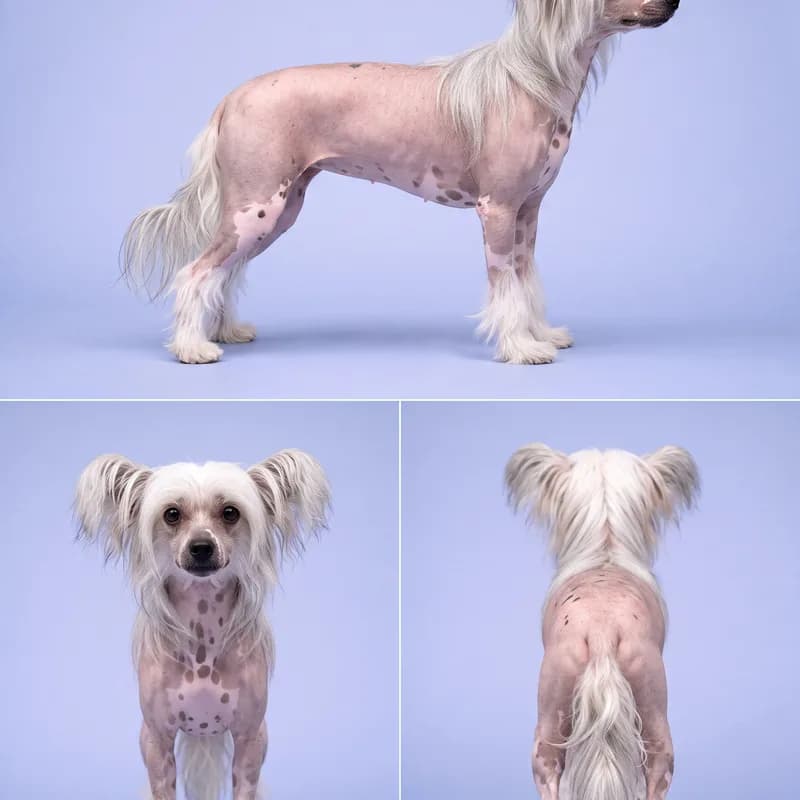 Chinese Crested Dog