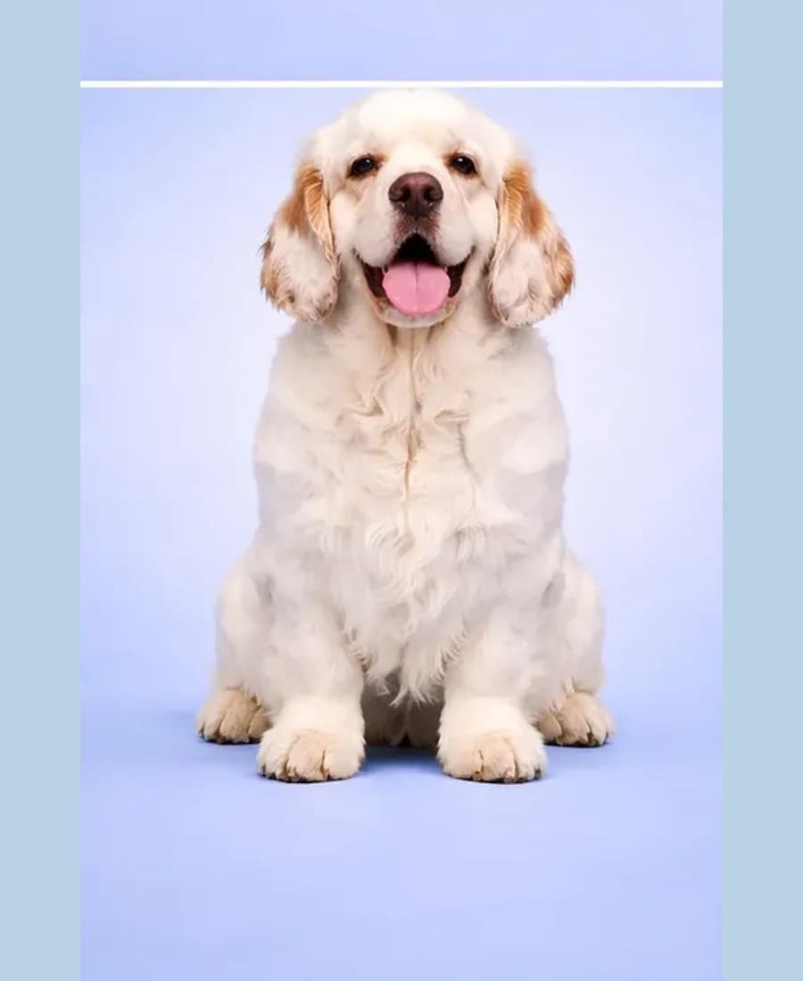 Clumber Spaniel