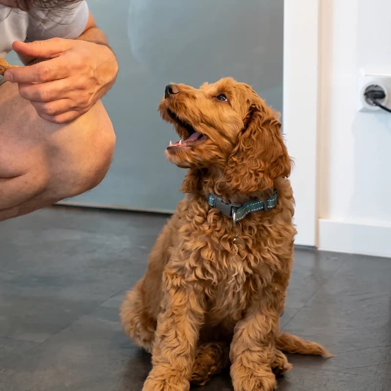 Cockapoo