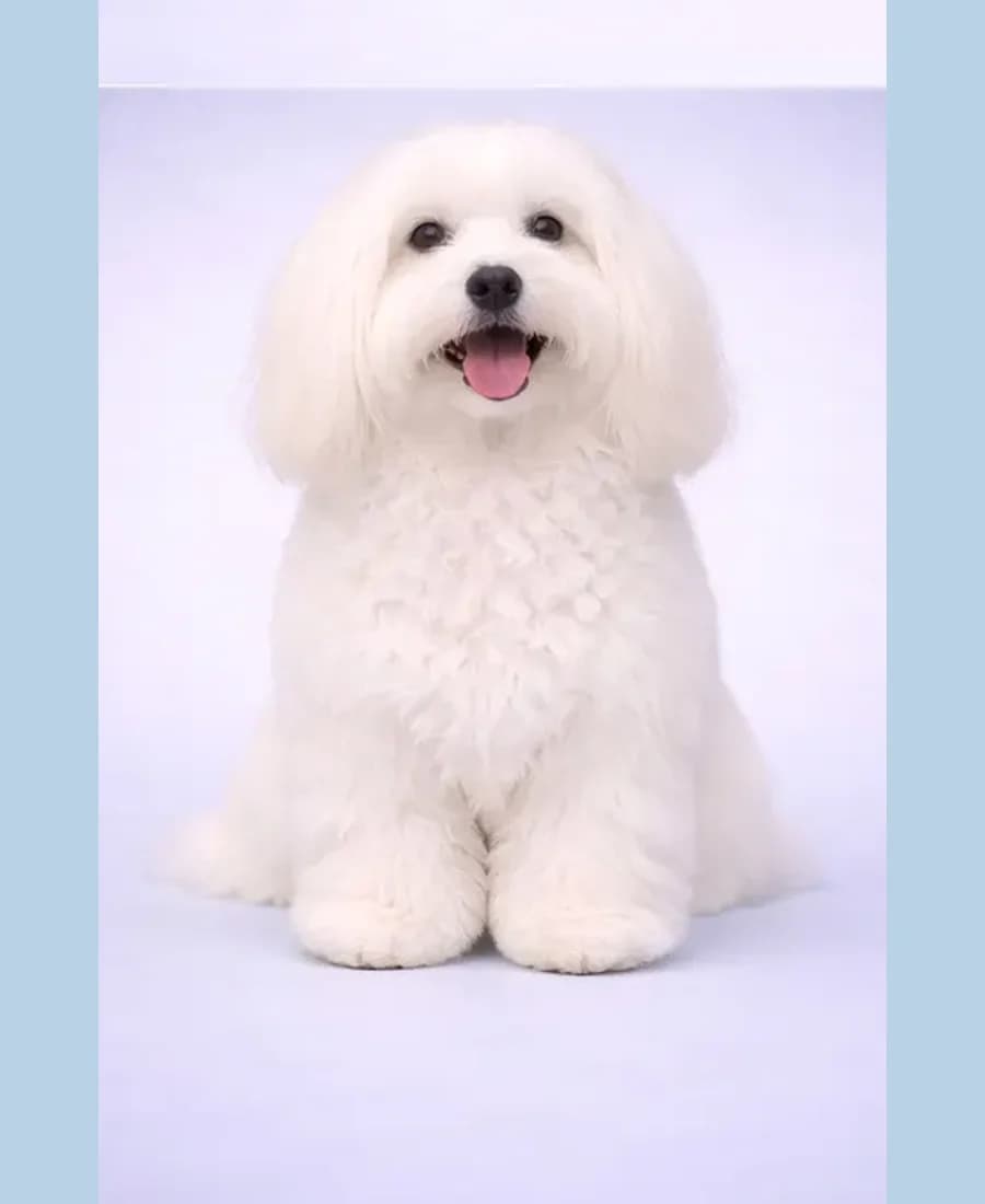 Coton de Tuléar