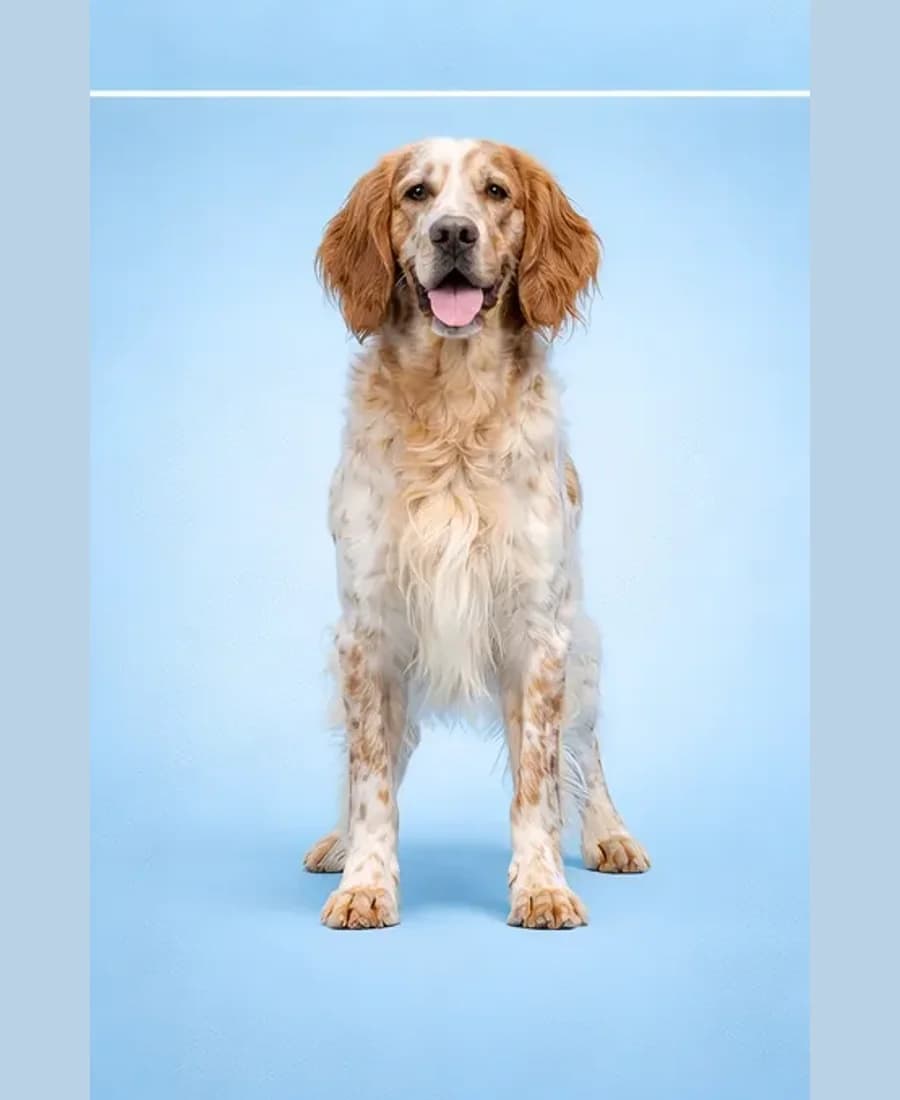 English Setter