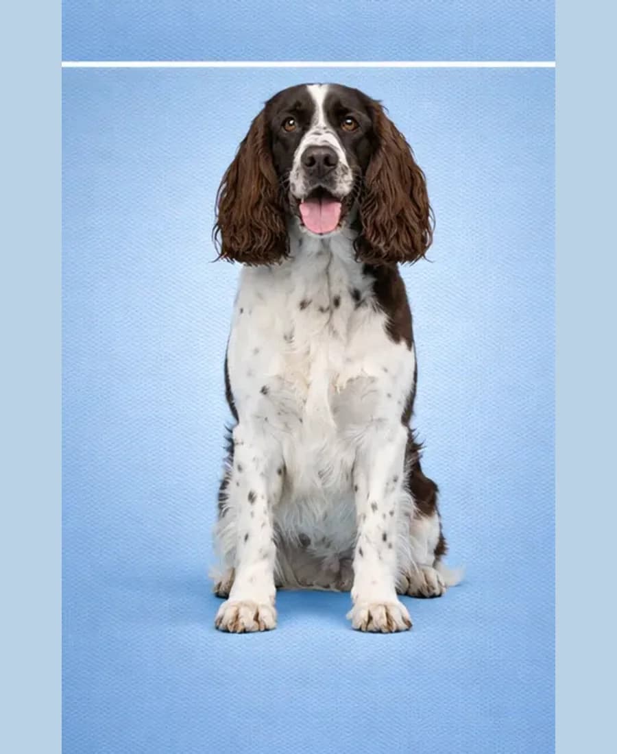 English Springer Spaniel