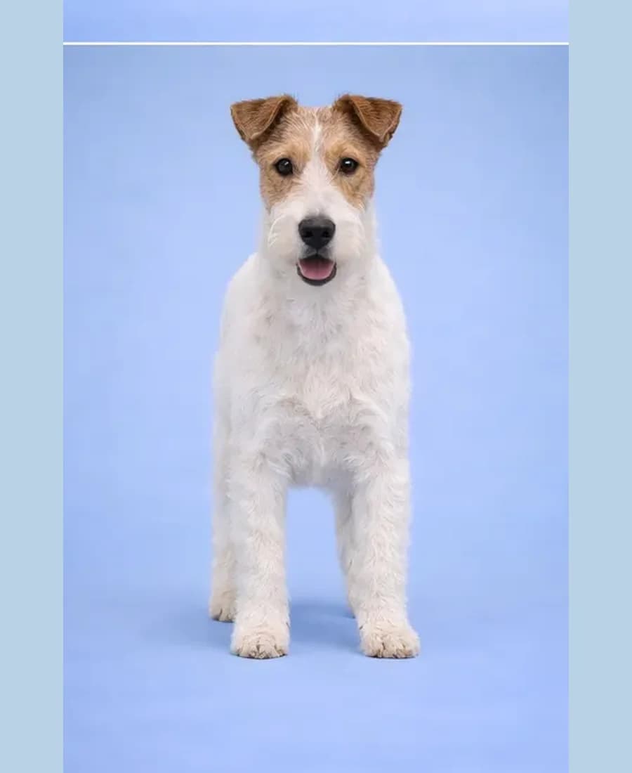 Fox Terrier