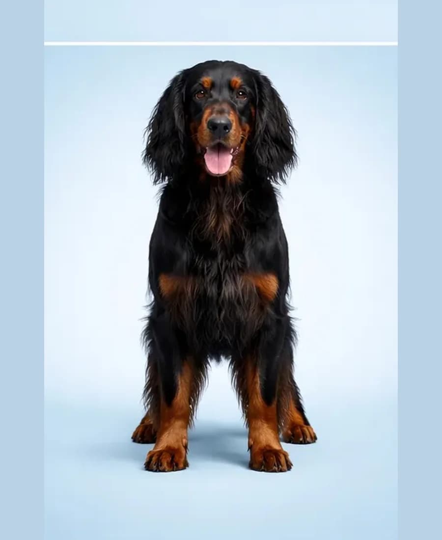 Gordon Setter