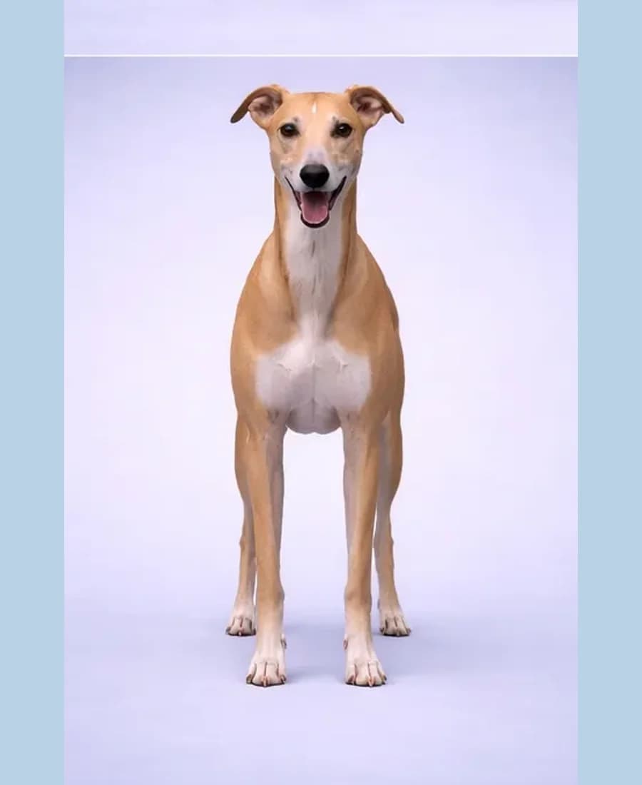 Greyhound