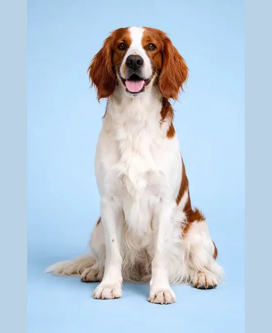 Irish Red And White Setter