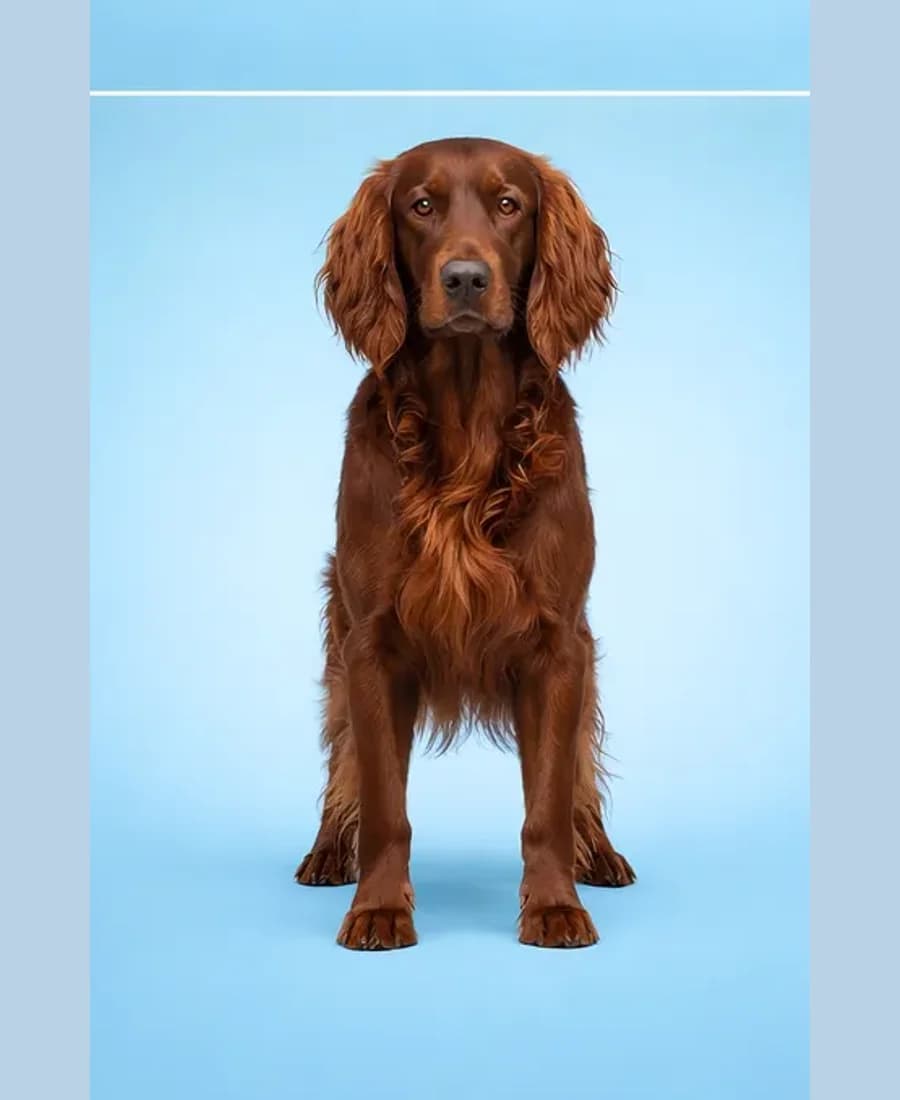 Irish Setter