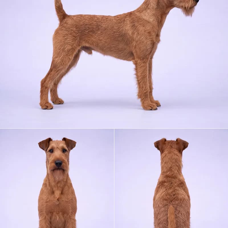 Irish Terrier
