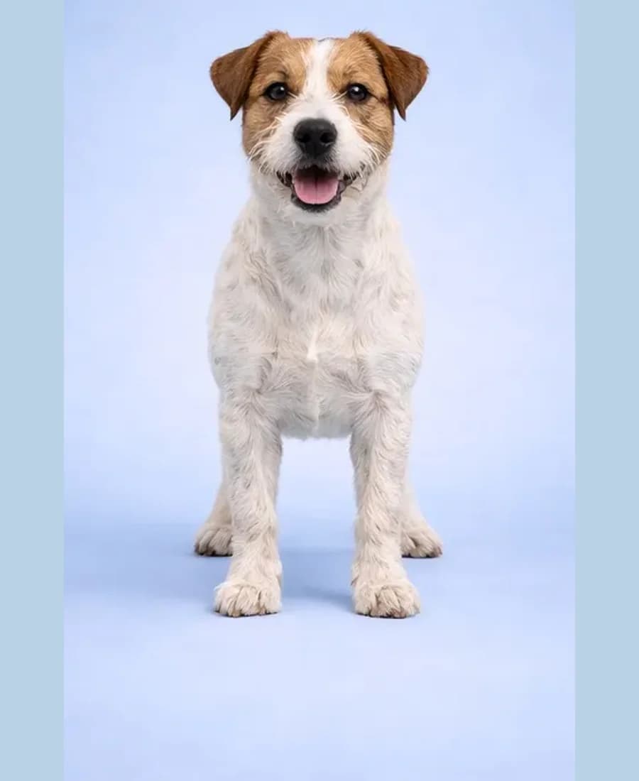 Jack Russell Terrier