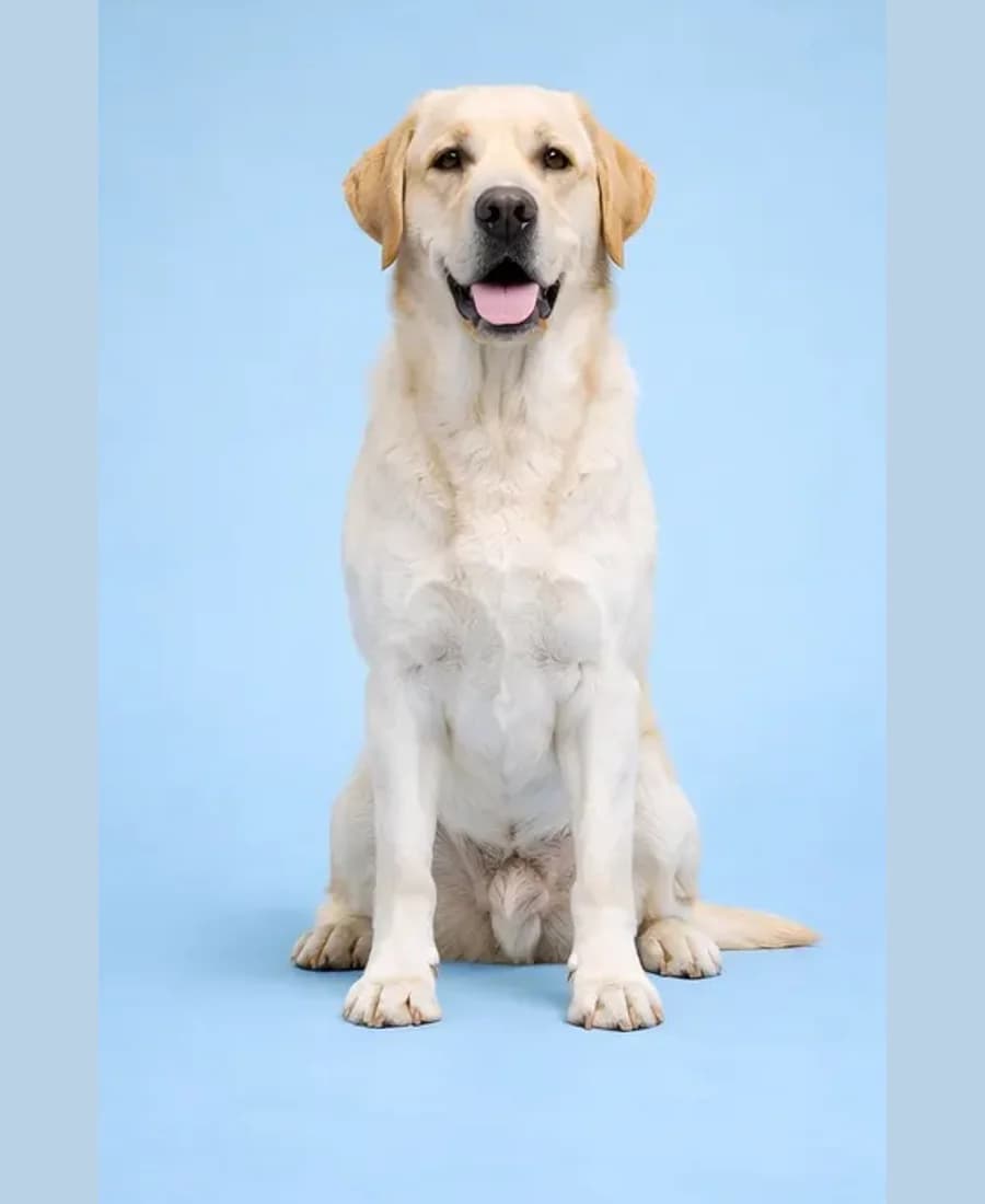Labrador Retriever