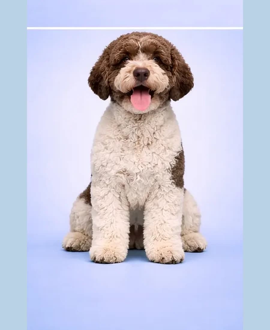 Lagotto Romagnolo