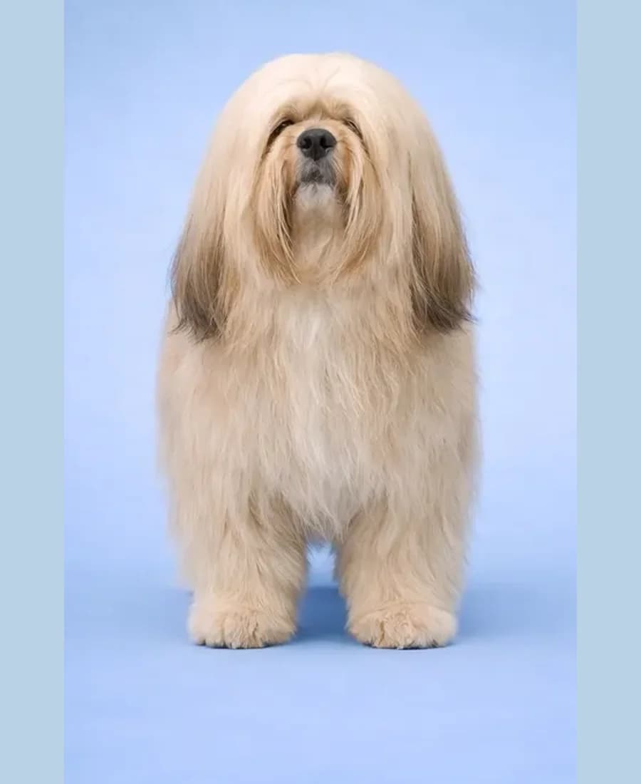 Lhasa Apso