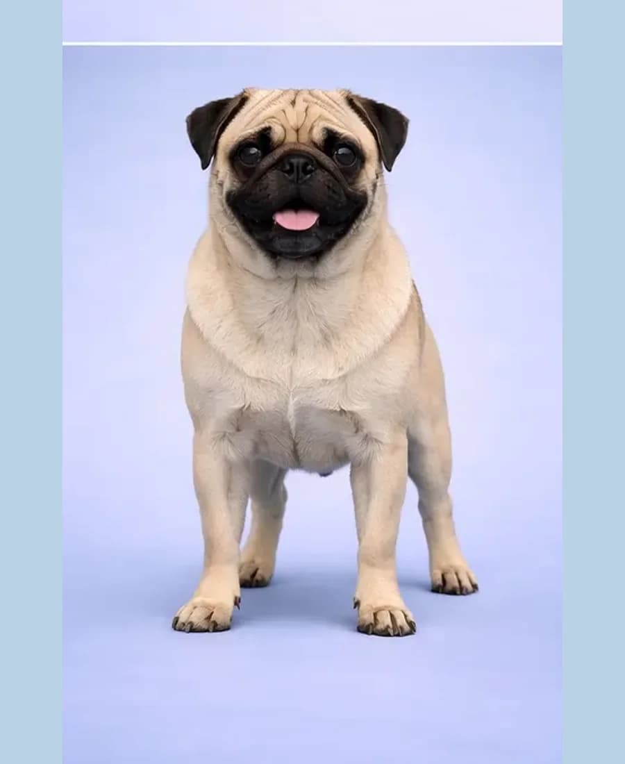 Mops