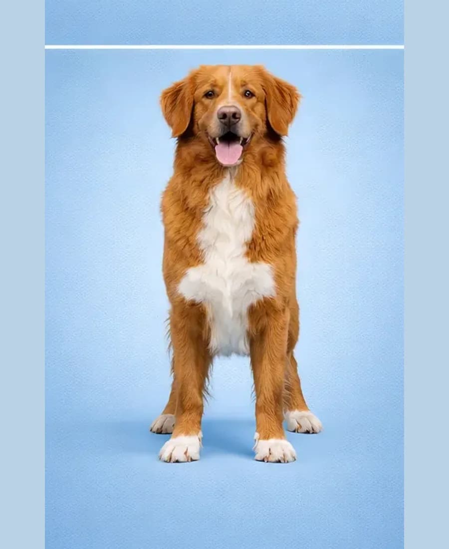 Nova Scotia Duck Tolling Retriever