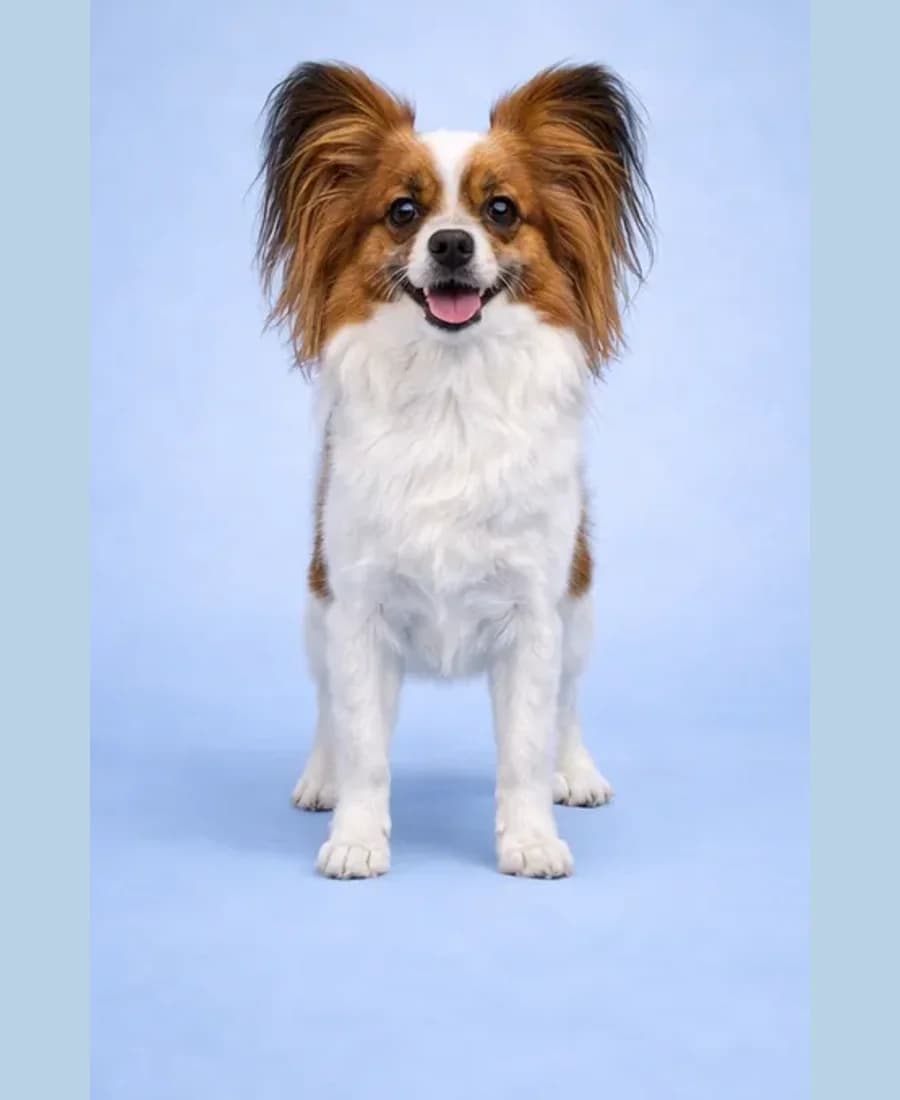 Papillon