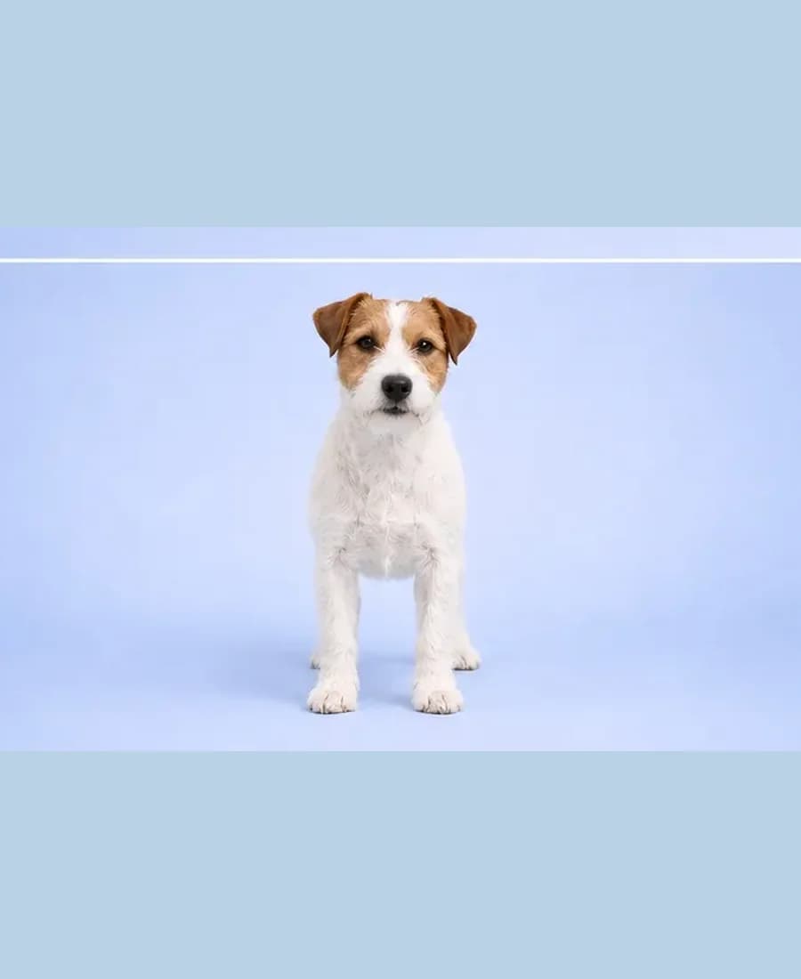 Parson Russell Terrier
