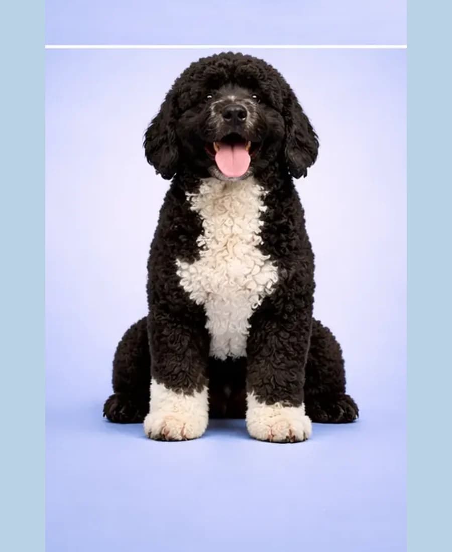 Portuguese Water Dog