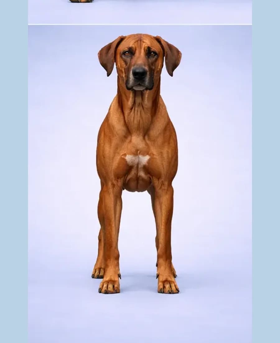 Rhodesian Ridgeback