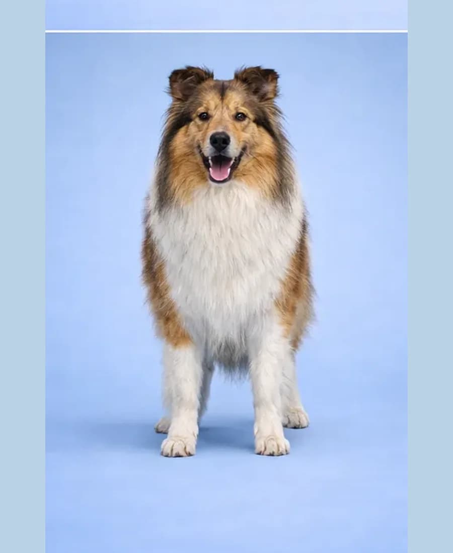 Rough Collie