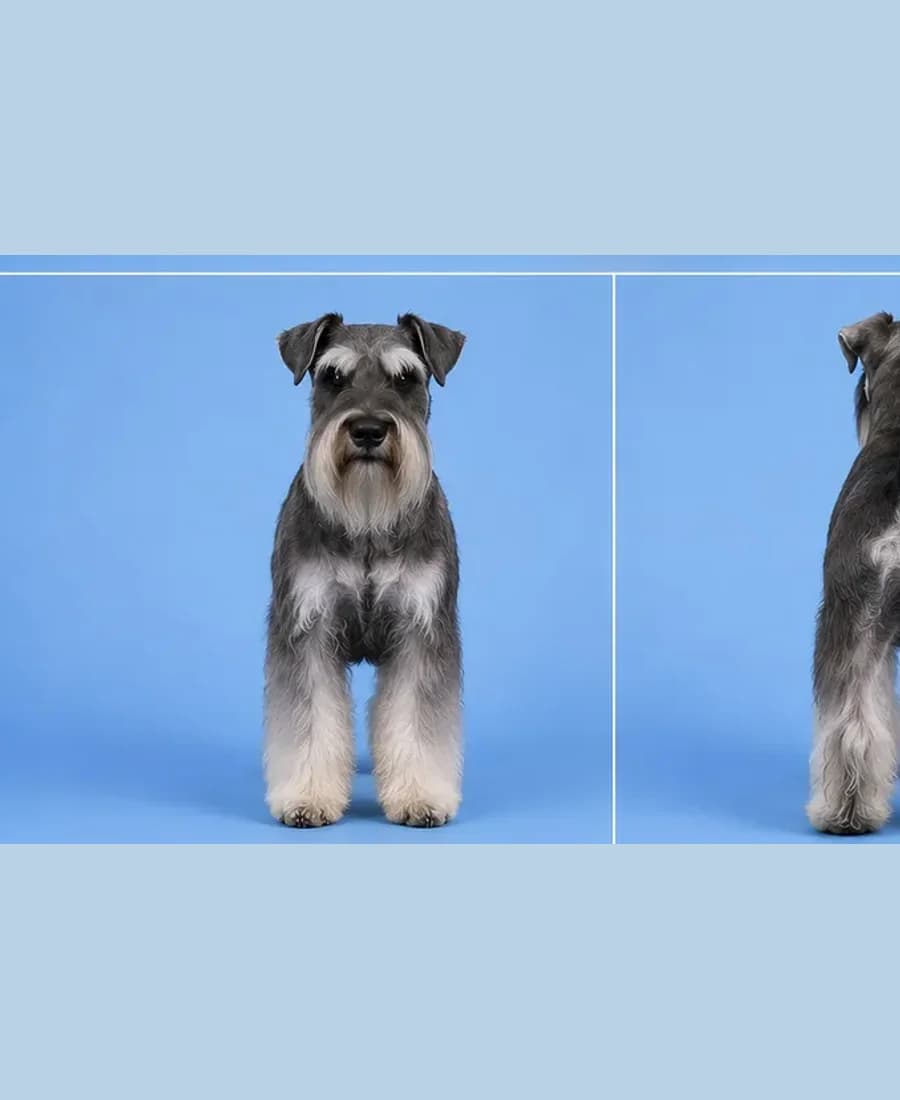 Schnauzer