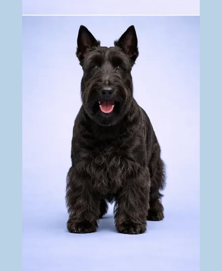 Scottish Terrier