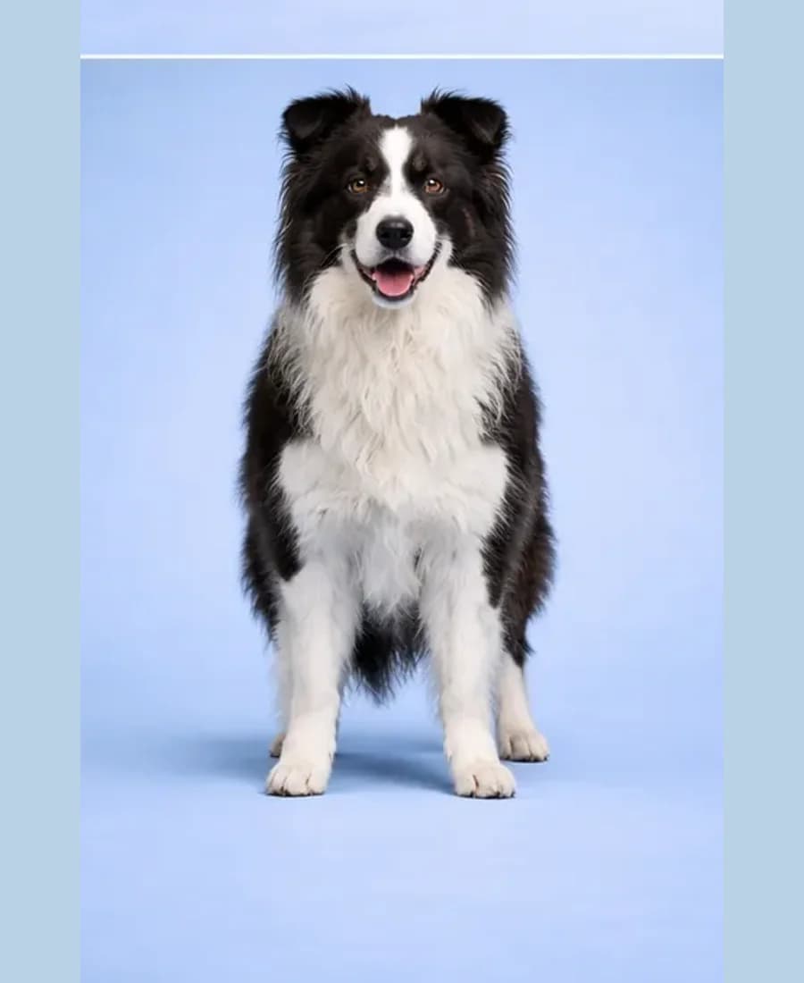 Shetland Sheepdog