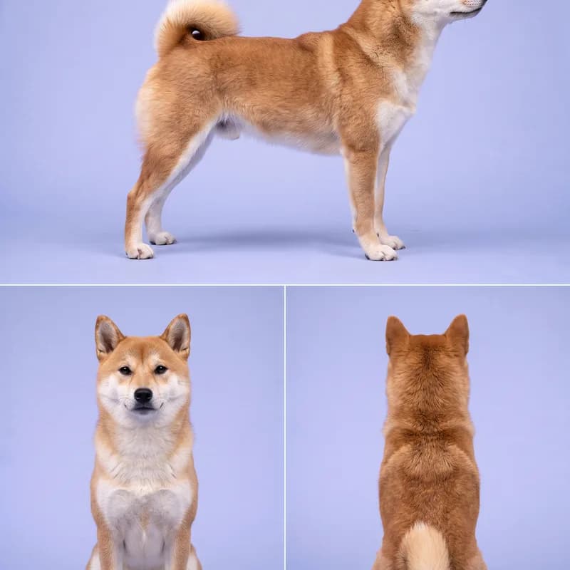 Shiba Inu