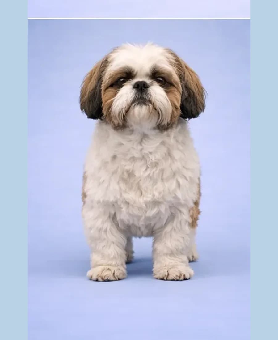 Shih Tzu