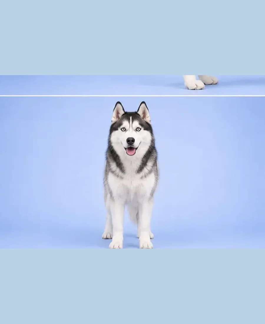 Siberian Husky
