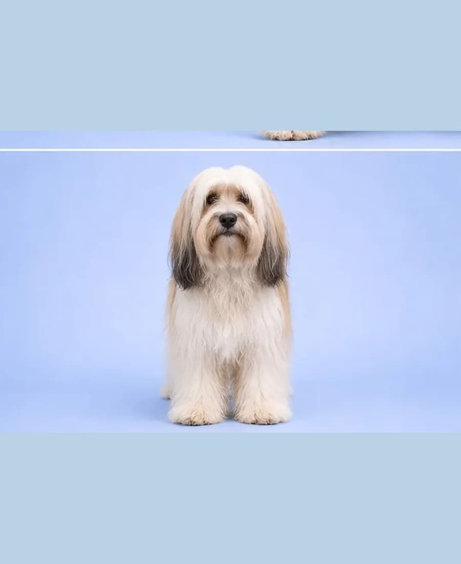 Tibet Terrier