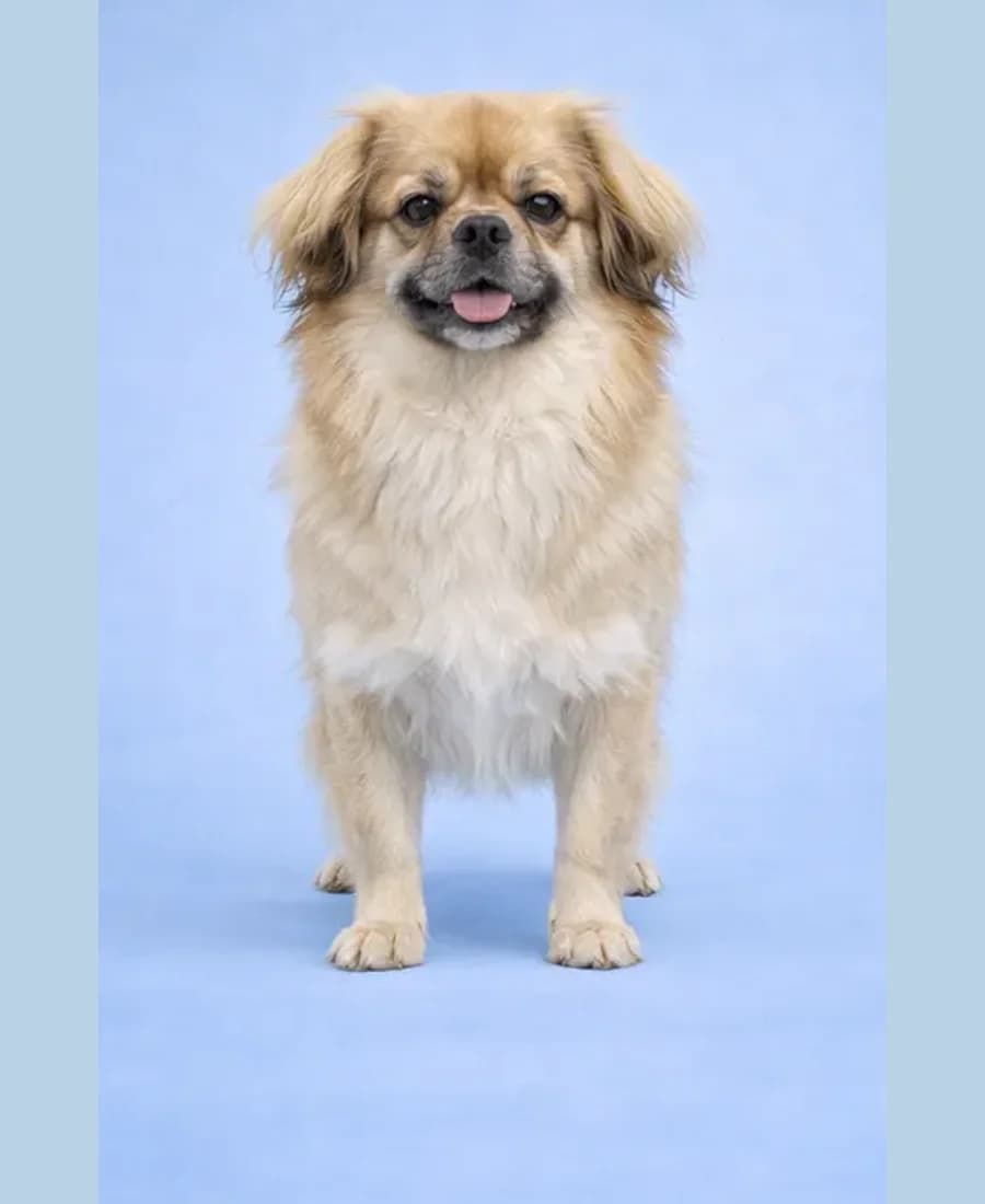 Tibetan Spaniel