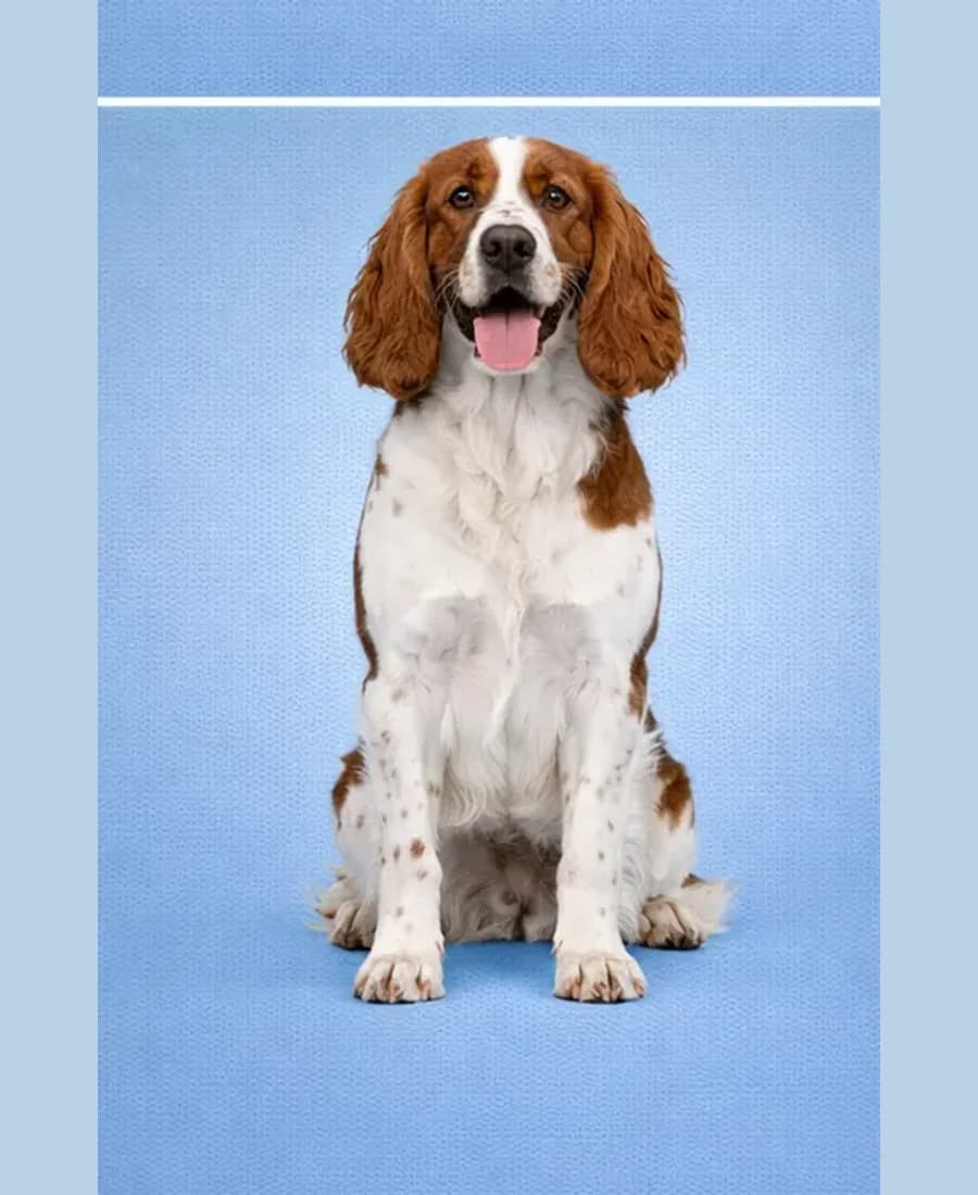 Welsh Springer Spaniel