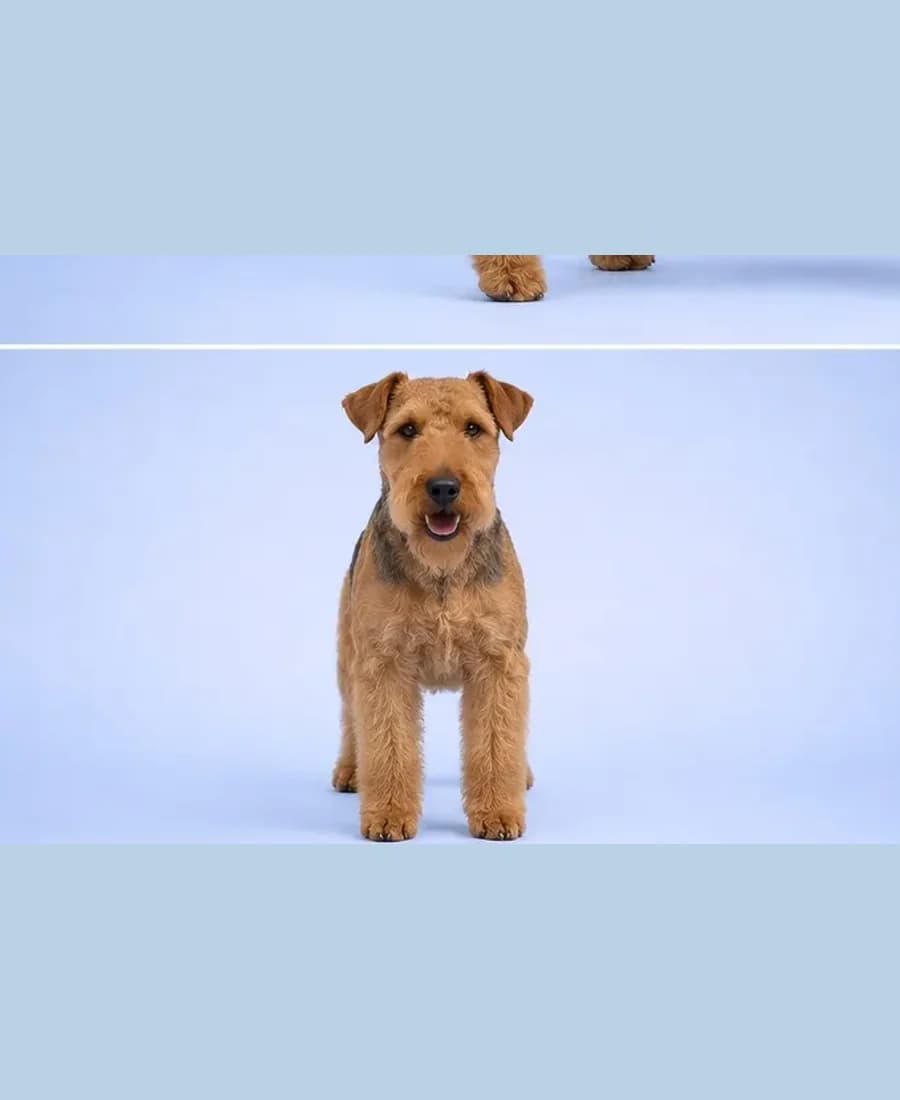 Welsh Terrier