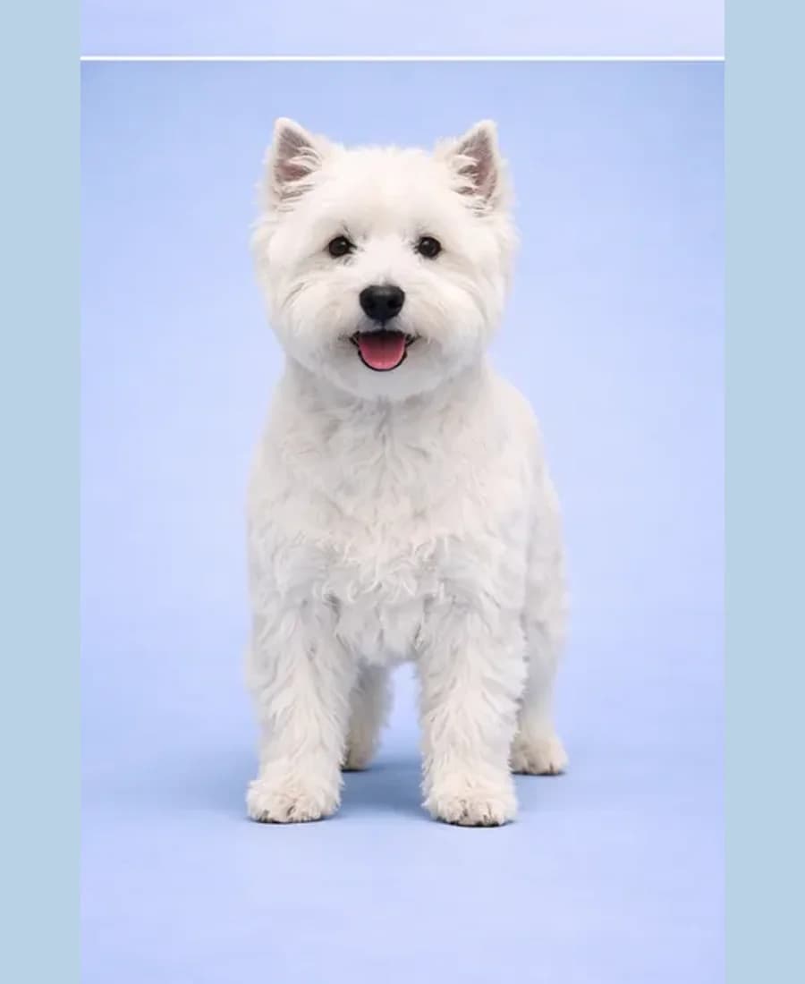 West Highland White Terrier