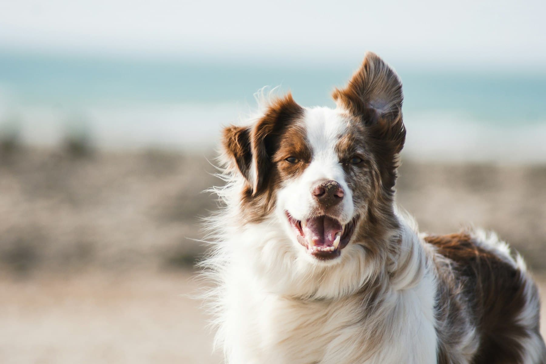 Hund schaut freundlich in die Kamera